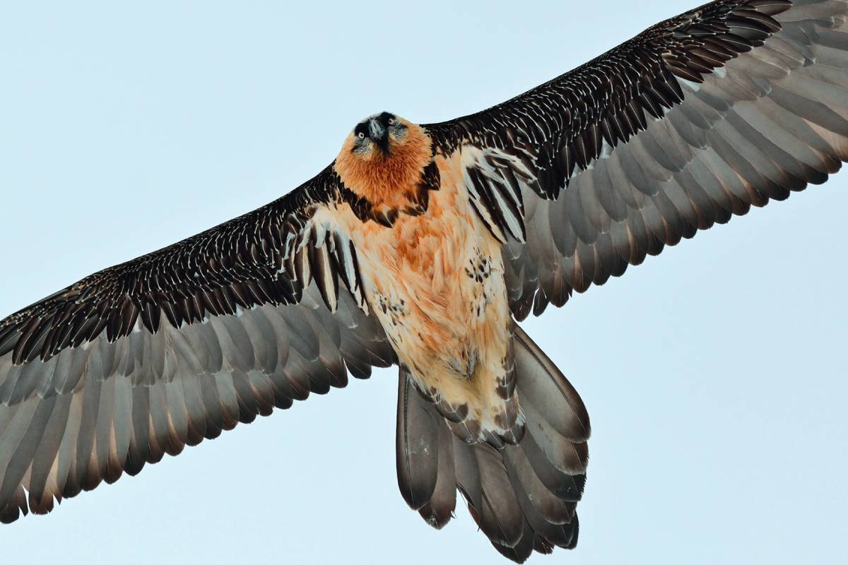 Gipeto in volo