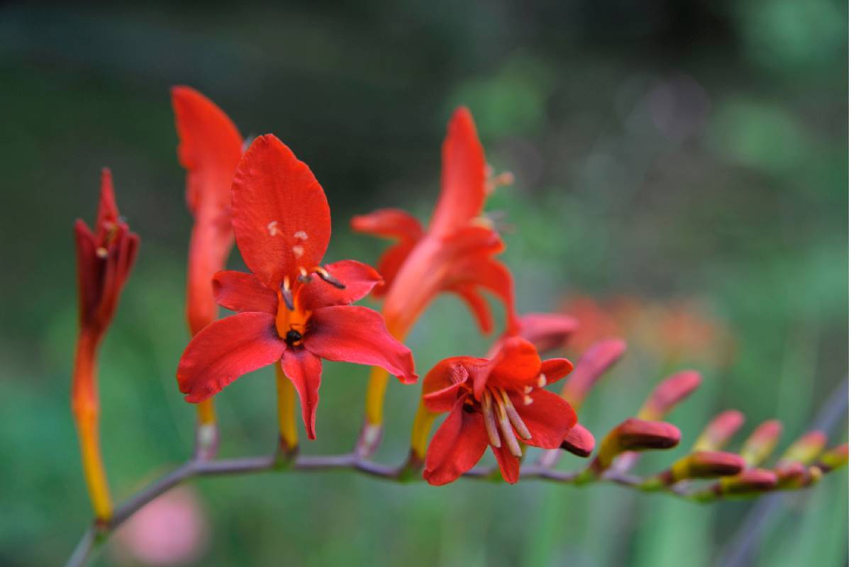 Fiori di Crocosmia Lucifer 