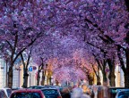 Davvero incredibile la cupola rosa che sovrasta il viale dei ciliegi in centro a Bonn