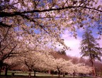 Anche in Canada si può godere dello spettacolo della fioritura dei ciliegi. Da fine marzo a metà aprile Stanley Park ci aspetta per regalarci il vero profumo della primavera