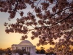 Washington festeggia con un festival la fioritura dei ciliegi. Il National Cherry Blossom Festival commemora il dono di molte piante di ciliegio che nel 1912 fu fatto dal sindaco di Tokyo come simbolo dell