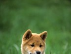 3° posto: sembra quasi un pelouches questo splendido Shiba Inu