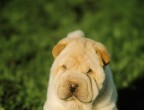 8° posto: come si fa a non avere voglia di coccolare il più "rugoso" dei cagnolini, lo Shar Pei?