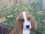 10° posto: orecchie cascanti e sguardo perennemente "assonnato", è impossibile non intenerirsi difronte al Basset Hound