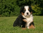 1° posto: vince il titolo di cucciolo più bello del mondo il Pastore Bernese, sarà per il suo bellissimo pelo multicolore, per la sua forma un po