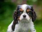 7° posto: occhioni grandi e aria furbetta per il Cavalier King Charles