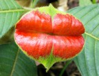 Labbra carnose per la Psychotria poeppigiana. Un fiore decisamente al bacio!