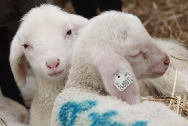 Lambing Season Underway In Brandenburg