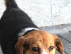 Argo è un Beagle di 8 anni docile e affettuoso. 5 11 Sempre vissuto in casa, ora cerca una nuova famiglia o una adozione a distanza. Info: Info: mail a rifugio@legadelcanemi.it, tel. 022137864 - 3348585297.