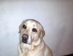 Candy è una Labrador di 9 anni che adora bambini e gatti. Purtroppo è rimasta sola, orfana dei suoi genitori umani. Info: Tatiana tel. 3206289554.