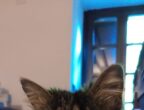 Gatta è una miciona a pelo lungo di circa 5 anni abituata a stare in casa. Si spaventa con movimenti bruschi, quindi meglio famiglia senza bambini. Si trova a Como e si affida in Lombardia. Info: Rox tel. 3384187378.