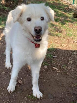 Haidi è una canina meravigliosa da 10 anni in canile, ma sembra ancora una cucciola. Adora stare sull'erba a prendere il sole. Info: Francesca cell. 3342914009.