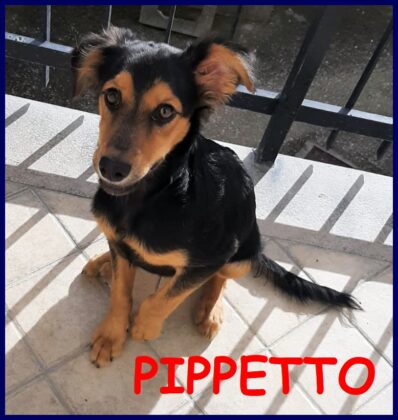 Pippetto è un cucciolo di 8 mesi per 7 kg. che ha alle spalle un passato terribile, nonostante questo è allegro e vorrebbe una famiglia. Info: Giusy cell. 3476617523, carosiscorinna@gmail.com