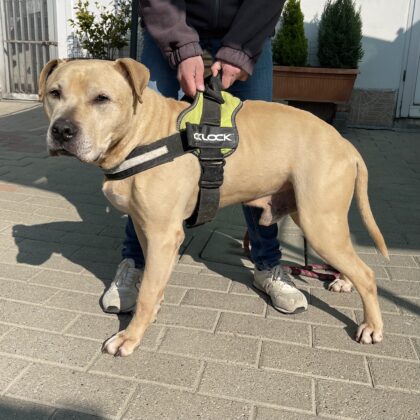 Furio è un Pitbull di 13 anni con un passato di maltrattamenti. Ma lui è un patatone. Info: tel. 022137864, 3348585297, www.legadelcanemi.it