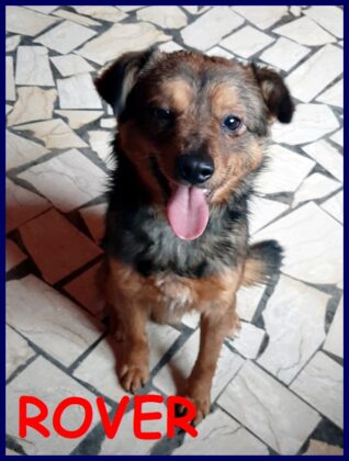 Rover ha un anno ed è stato trovato legato a un guardrail. Info: whatsApp Giusy 3476617523, carosiscorinna@gmail.com