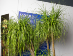Allestimento floreale a cura di Floricoltura Bariani Agostino